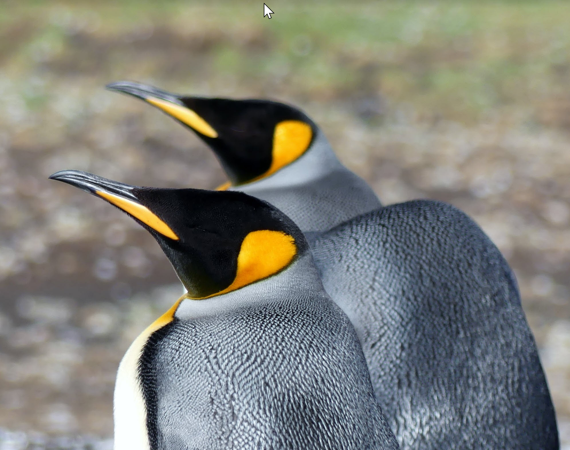 Emporer Penguins 2018