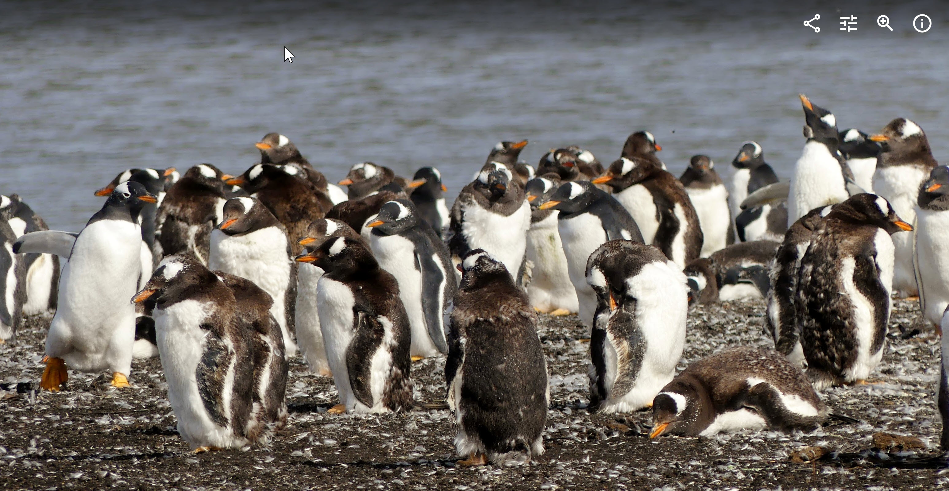 Falkland Island Penguins